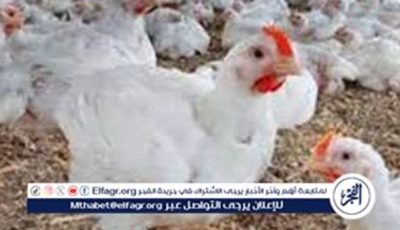 بورصة الدواجن.. أسعار الفراخ البيضاء اليوم الجمعة 30-5-2025 في قنا