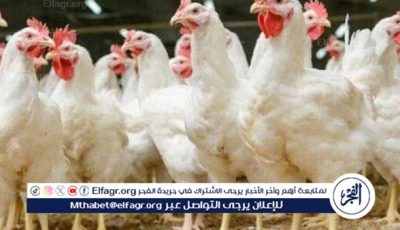 بورصة الدواجن.. أسعار الفراخ البيضاء اليوم الاثنين 2-6-2025 في قنا