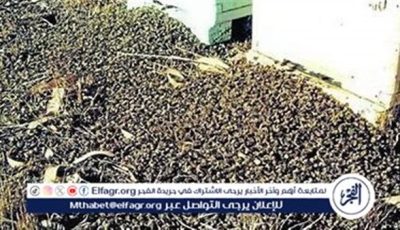 تحذيرات في واشنطن بعد فرار 250 مليون نحلة من شاحنة مقلوبة.. تفاصيل الحادث وجهود الإنقاذ