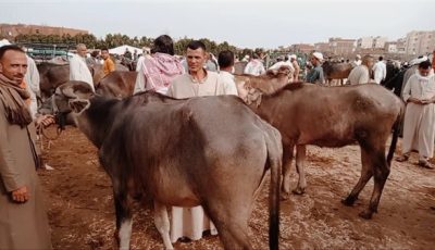 عيد الاضحي 2025.. سعر كيلو العجول قائم والاضاحي اليوم الاثنين 2-6-2025 في محافظات مصر