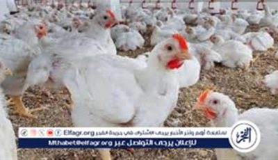 أسعار الفراخ البيضاء اليوم الاثنين 16-6-2025 في الدقهلية