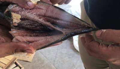 ضبط طن “رنجة” يشتبه في عدم صلاحيتها للاستهلاك الآدمي في الغربية
