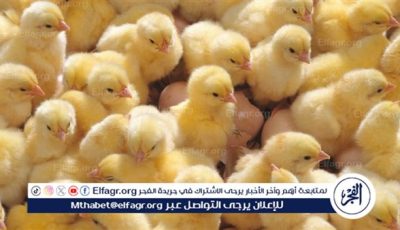 سعر الكتكوت الأبيض اليوم.. حالة من التذبذب في الأسواق المحلية