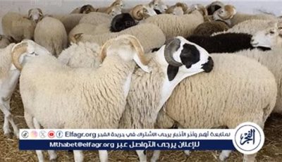 الخدمات البيطرية تعلن تقديم خدمة الذبح المجاني والآمن للأضاحي وفق الشروط الشرعية والصحية استعدادًا لعيد الأضحى