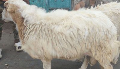 أسعار الأضاحي في عدن تحطم الأرقام القياسية.. هل يضحي المواطنون بالعيد أم بالميزانية؟