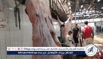خدمات مجانية ومتابعة بيطرية دقيقة قبل ذبح الأضاحي في ثاني أيام العيد