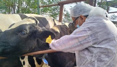 وقف إجازات الأطباء البيطريين والعاملين بالمجازر والمختصين بالتفتيش على اللحوم خلال إجازة عيد الأضحى بالجيزة
